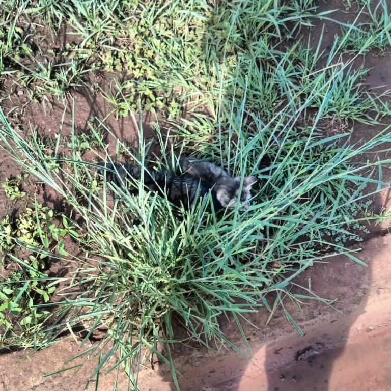 Policías interceptaron a un conductor que arrojó a una gata con sus crías en un baldío imagen-16