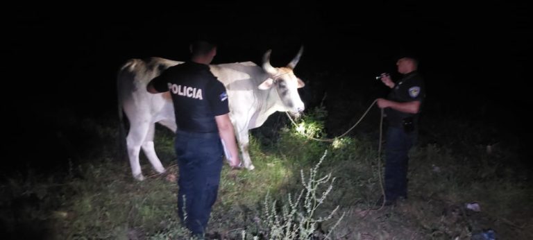 Una patrulla rural evitó que le roben los bueyes a una agricultora imagen-37