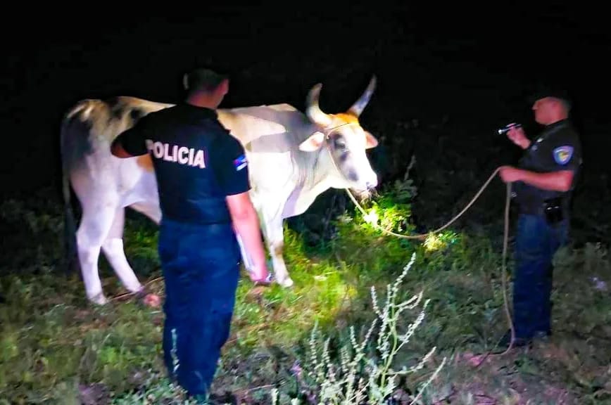 En patrullajes rurales recuperaron una vaca que fue robada a un colono de Gobernador López imagen-1