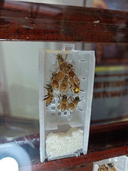 Delegación provincial presentó en la Fiesta Nacional de la Apicultura la calidad de la miel misionera imagen-6