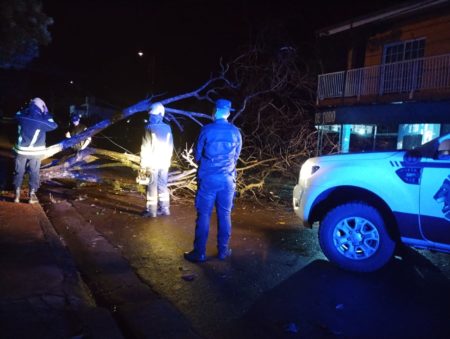 En la zona Centro, abundante lluvia y fuertes vientos provocaron caída de árboles imagen-2