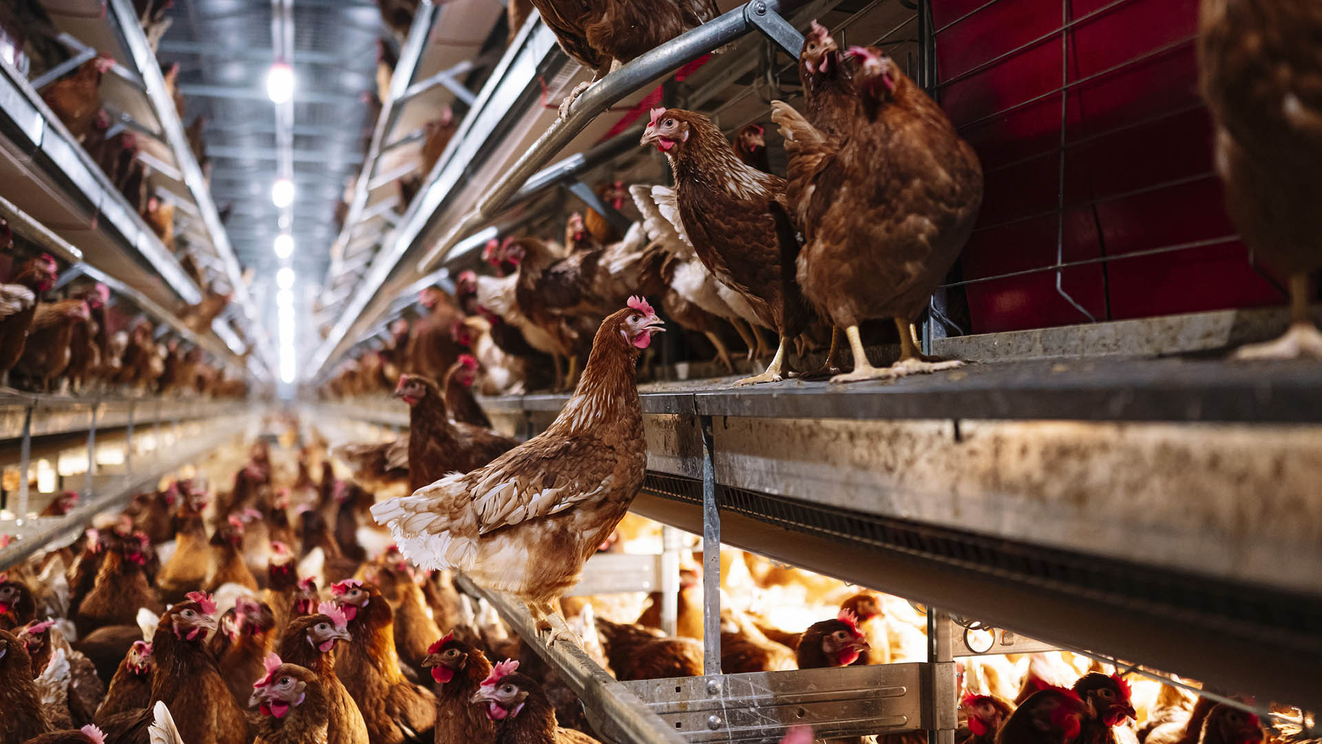 Gripe aviar: mueren más de 200.000 gallinas y hay casos en 10 provincias imagen-1