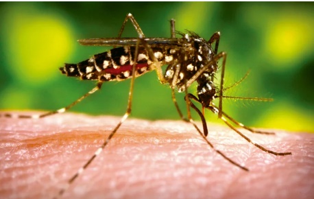 Misiones, con más de 60 casos confirmados de Chikungunya y ninguno de Dengue en registros oficiales imagen-1
