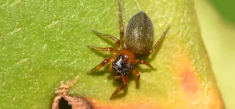 Araña "Scaloneta" de Misiones: controversia por supuestos plagios en el descubrimiento de especies, una bióloga presentó una denuncia imagen-1