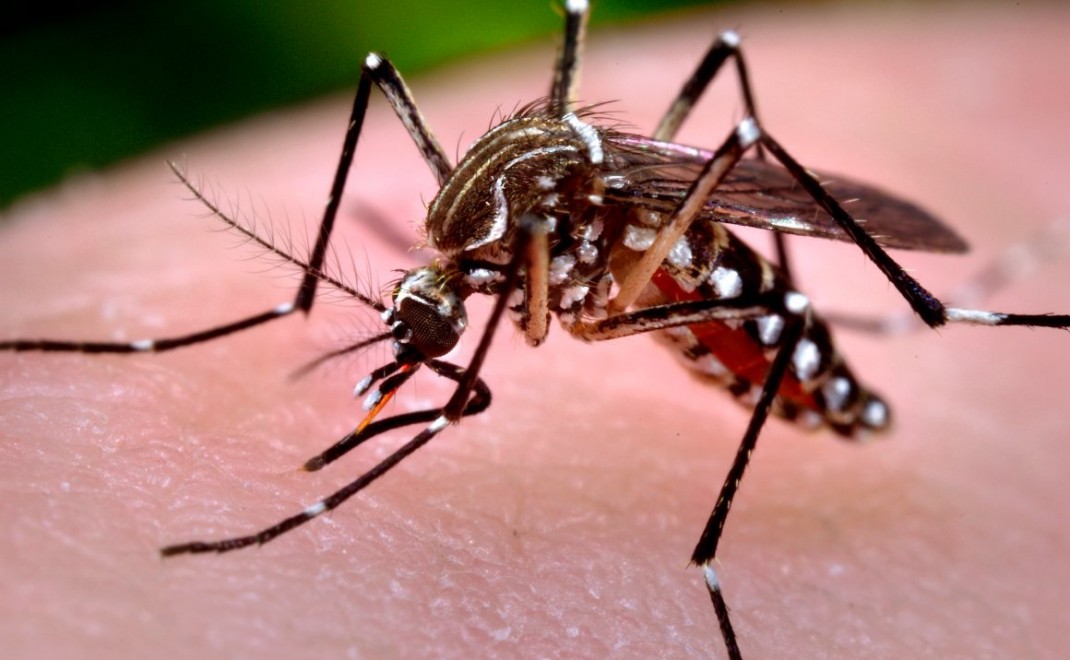 Chikungunya: advierten sobre la necesidad prevenir más aún si se viaja o regresa de Paraguay imagen-1
