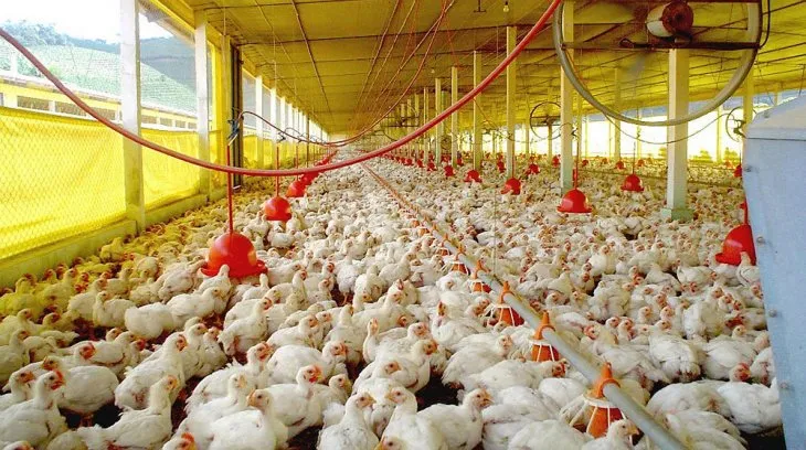 Gripe aviar: con exportaciones suspendidas, peligra negocio de u$s400 millones al año imagen-1