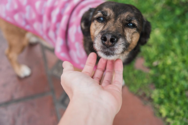 En Oberá informarán a entidades protectoras de animales sobre tenencia responsable de mascotas imagen-29