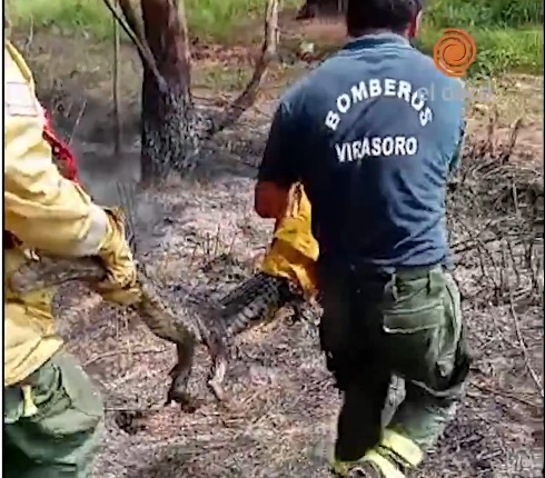 Rescatan un pequeño yacaré, teniendo “controlado” el incendio que arrasó más de 6 mil hectáreas en el Departamento de Ituzaingó imagen-1