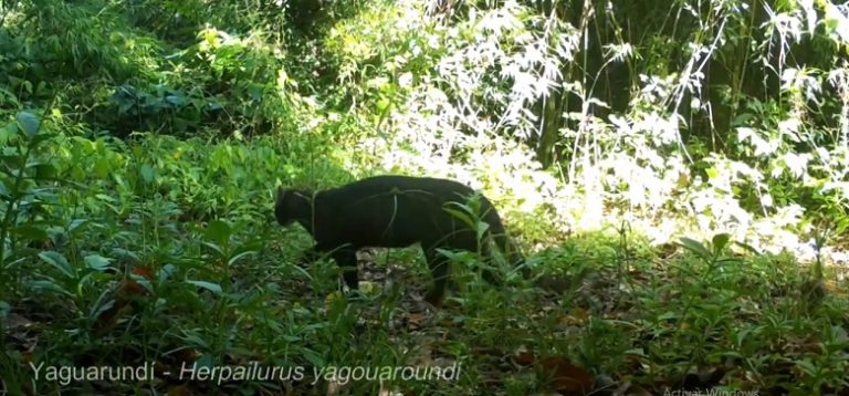 Un felino de visita en una chacra misionera imagen-29