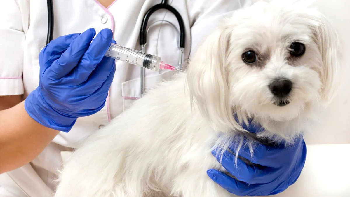 Aumentó la demanda de vacunas antirrábicas para perros tras la aparición de esta enfermedad en murciélagos imagen-1