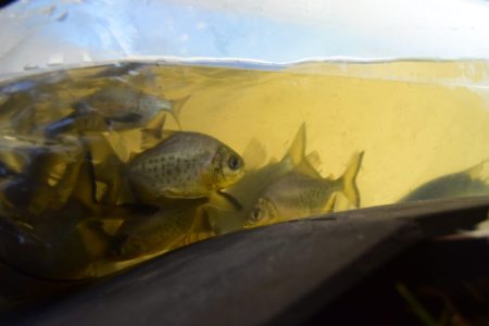 Entregaron el primer lote de alevines criados en la Estación de Piscicultura del Parque Ecológico El Puma imagen-1