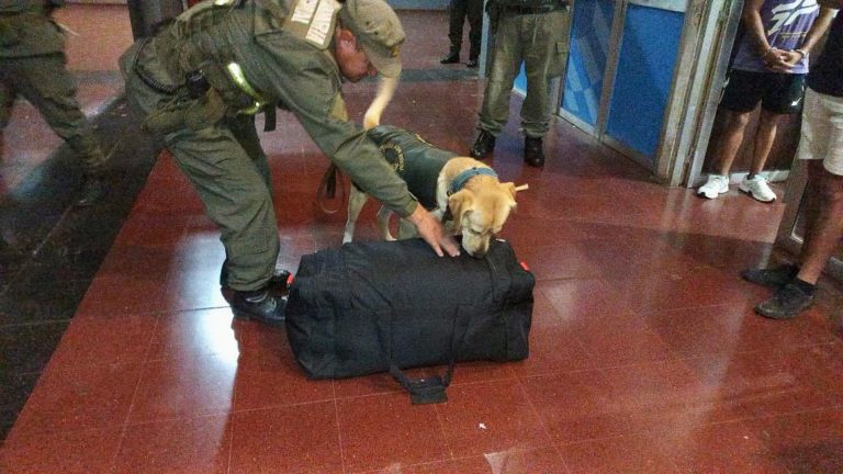 Gracias al olfato de "Loki" descubren en la Terminal de Posadas más de tres kilos de marihuana ocultos en tubos de PVC imagen-47