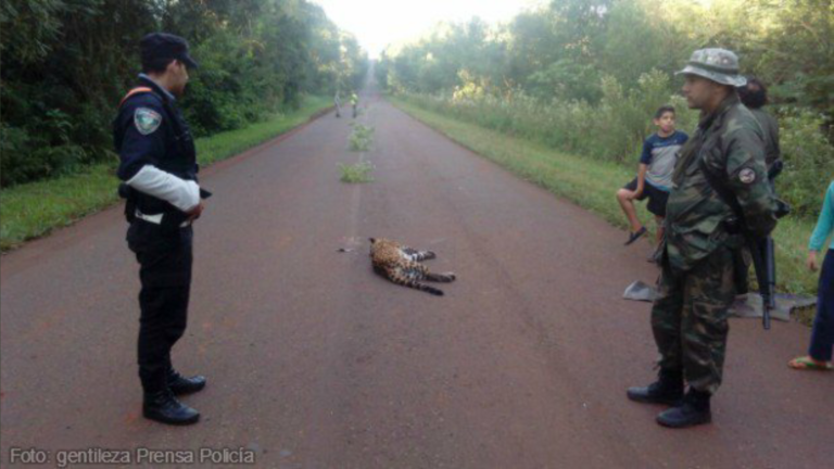 La Red Yaguareté y la Farn presentaron acciones de amparo contra el atropellamiento de animales en rutas misioneras imagen-14