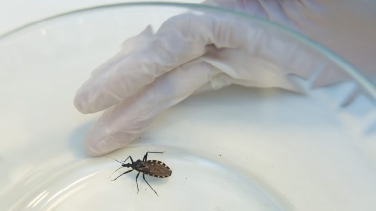 La enfermedad de Chagas mata a 10.000 personas al año en América Latina, según la OPS imagen-23