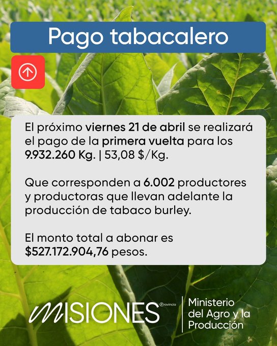 Este viernes pagan a productores tabacaleros imagen-2