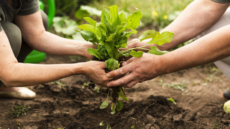 Para contribuir con la iniciativa de producción sostenible y ecológica, desarrollaron el primer conversatorio "Chacra Misionera del Futuro" imagen-5