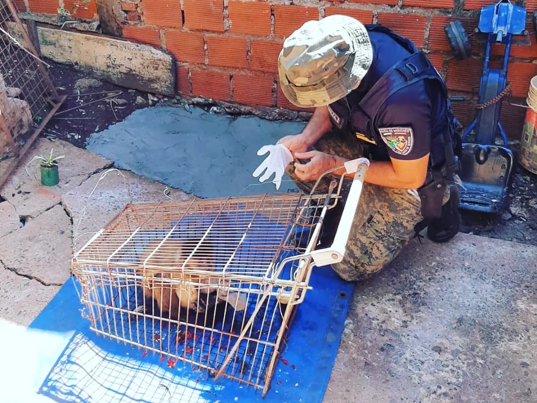 En Posadas la Policía rescató animales en peligro, mientras que en áreas protegidas decomisó redes y botes imagen-1