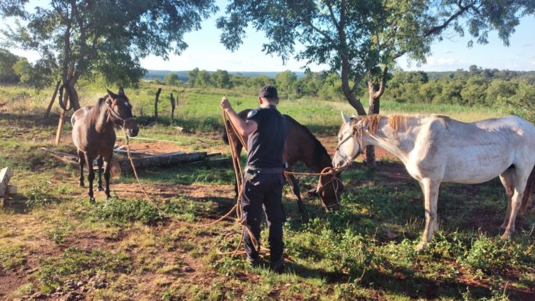 Vendieron por internet tres caballos robados y la Policía los recuperó imagen-47