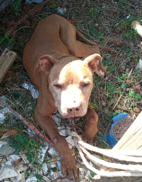 Maltrato animal en Oberá: rescataron a un perro que había sido arrojado a un arroyo imagen-1