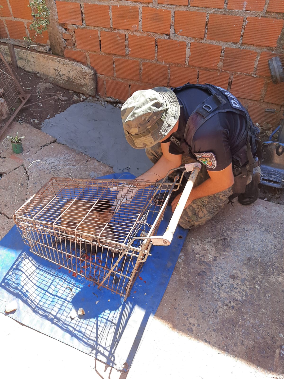 Policías rescataron animales silvestres en cautiverios y mascotas que se encontraban en peligro imagen-4