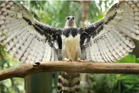 Congreso: Obtuvo media sanción la declaración como Monumento natural de la especie Águila Harpía, "el Yaguareté de los aires" imagen-6