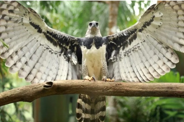 Congreso: Obtuvo media sanción la declaración como Monumento natural de la especie Águila Harpía, "el Yaguareté de los aires" imagen-1