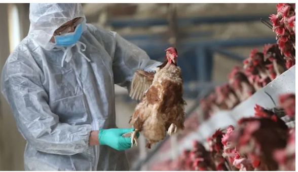 Gripe aviar: aislaron a una familia y sacrificaron animales en Corrientes imagen-1