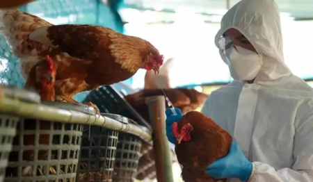 Gripe aviar: Argentina retomará exportación de productos avícolas a Uruguay imagen-7
