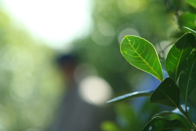 Yerba Mate: desde este lunes será $107 para el kilo de la hoja verde y $406 para la canchada hasta el 30 de abril imagen-8