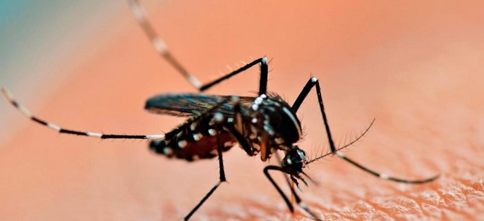 Confirman más de 56 mil casos de Dengue y más de 1.200 de Chikungunya en todo el país imagen-1
