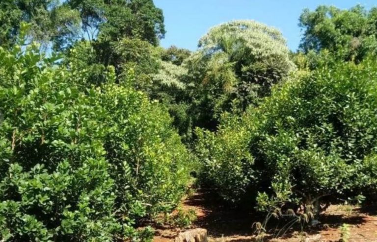 Yerba Mate: el laudo “histórico” rige desde el lunes 3 imagen-37