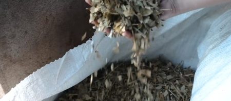 La yerba misionera da un salto de calidad saludable y se posiciona en el nuevo paradigma, la producción bioagrícola para las chacras del siglo XXI imagen-6