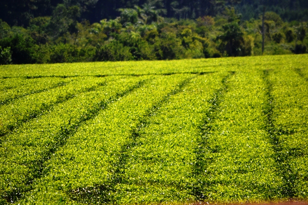 Informe: Misiones produce, elabora y exporta uno de los mejores tés del mundo imagen-8