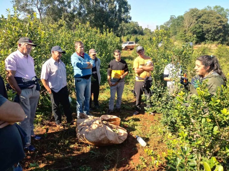 Suelo cuidado, árboles y poda de formación para mejorar la productividad de yerbales imagen-27