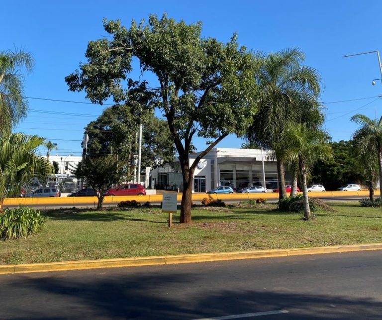 Posadas: Crece sano y fuerte el emblemático lapacho de avenida Lavalle trasplantado hace 2 años imagen-50