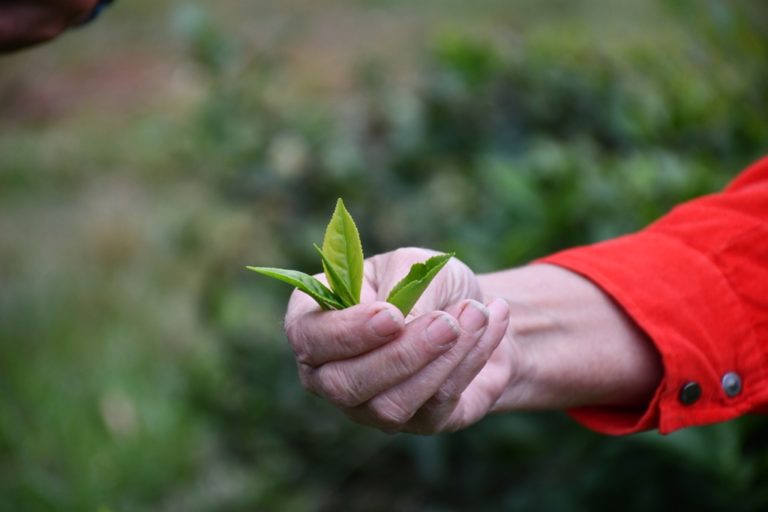 El té argentino se posiciona en el mercado mundial imagen-7