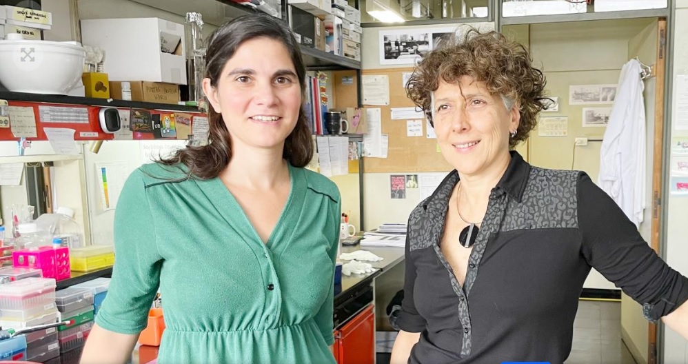 Dos investigadoras dieron un gran paso en busca de una vacuna efectiva contra el dengue imagen-1