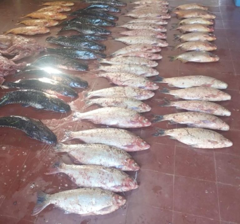 En Misiones y en Córdoba incautan 554 pescados, carpinchos faenados y un arma de fuego imagen-42