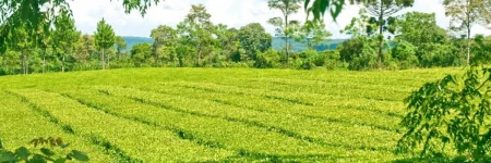 La producción de té genera más de US$ 80 millones de exportaciones al año imagen-2
