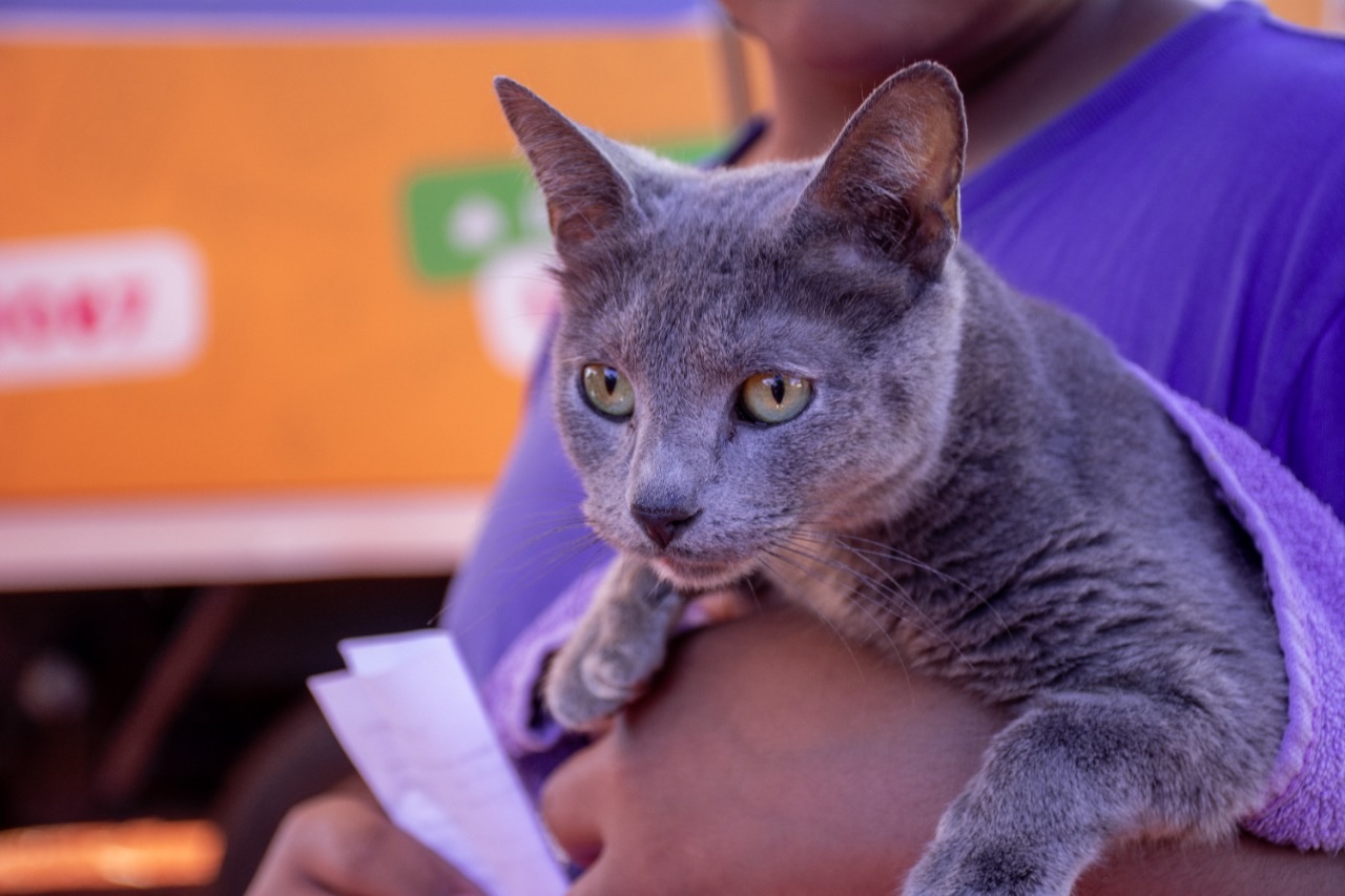 El Imusa en tu barrio: dónde estarán los operativos de sanidad animal imagen-2