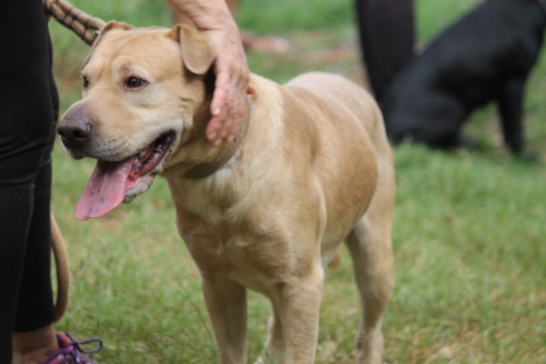 El Imusa en tu barrio: dónde estarán los operativos de sanidad animal imagen-23