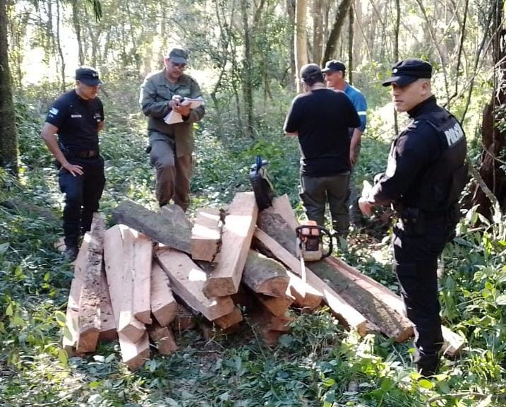 En un operativo conjunto frenan apeo ilegal de madera nativa en Mártires imagen-1