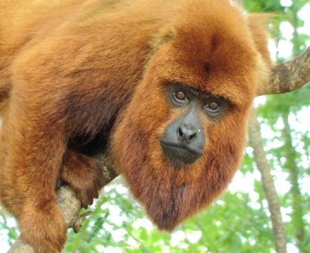 Misiones: El plan para salvar al carayá rojo de la extinción imagen-1