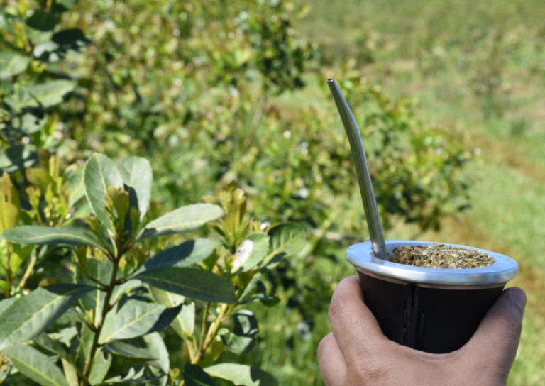 Yerba Mate: consumo interno y exportaciones superaron los 102 millones de kilos durante el primer cuatrimestre imagen-17