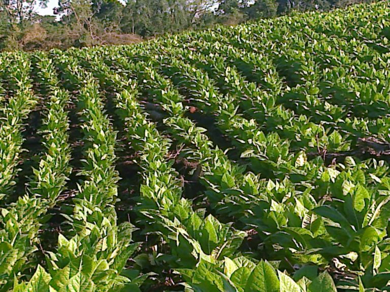 Exportaciones con dólar agro: tras el té y la madera, el tabaco iniciará sus operaciones esta semana imagen-25