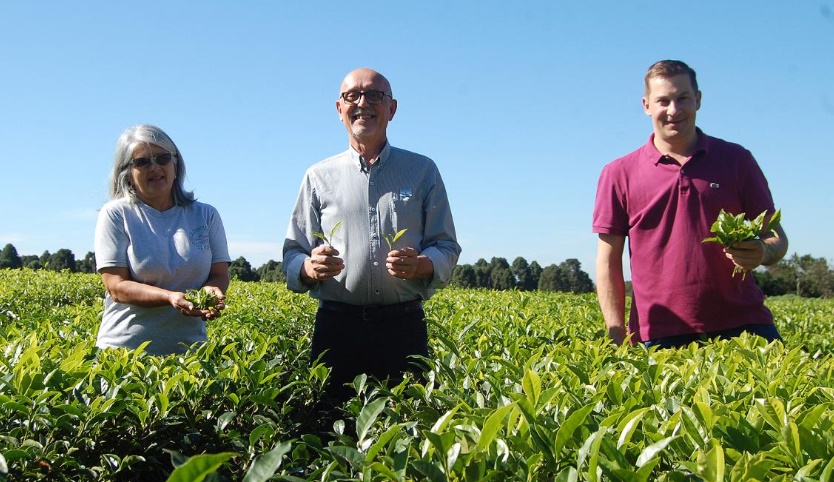 De las semillas traídas por un ucraniano a Misiones a una industria argentina pujante: el té cumple 100 años imagen-2
