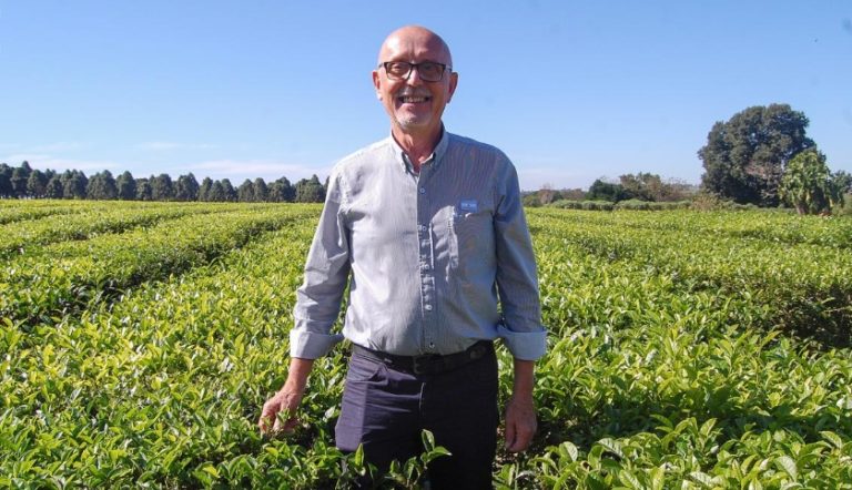 De las semillas traídas por un ucraniano a Misiones a una industria argentina pujante: el té cumple 100 años imagen-4