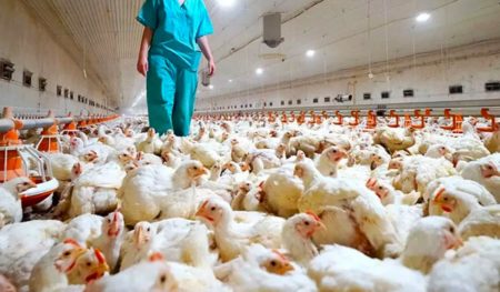 Brasil registra los primeros casos de gripe aviar imagen-10