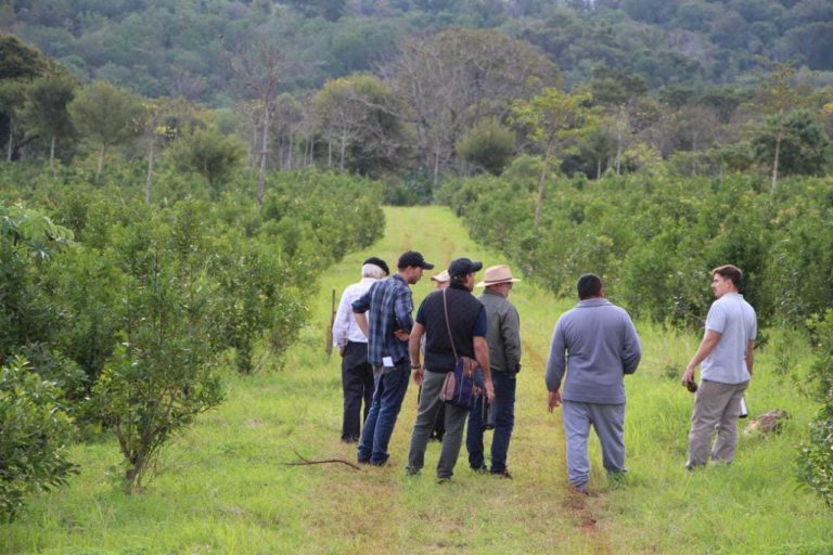 La agroecología es la herramienta más completa para la actividad yerbatera, señalan imagen-24