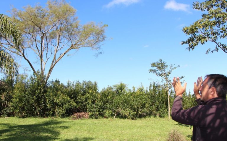 "El Inym tiene un enorme potencial para avanzar con yerbales agroecológicos" imagen-4